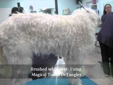 A toucj of magic grooming